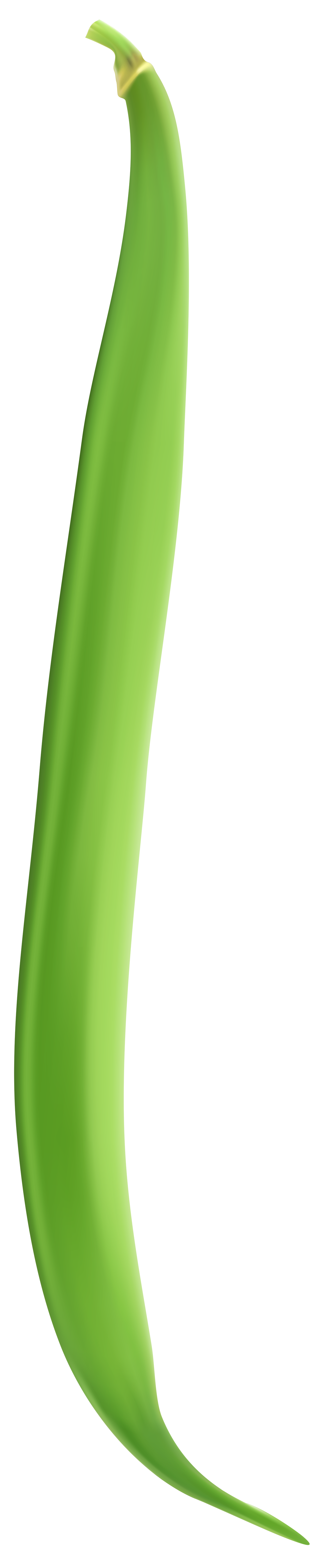 Detail Green Bean Png Nomer 25