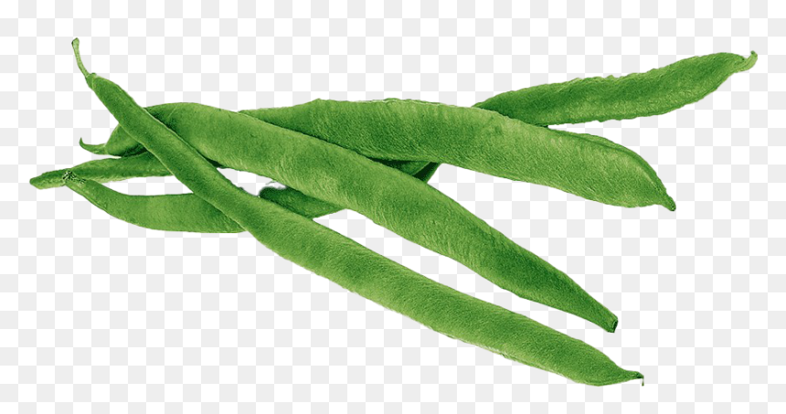 Detail Green Bean Png Nomer 57