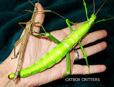 Detail Green Bean Stick Insect Nomer 11