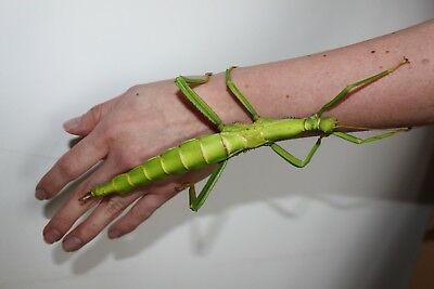 Detail Green Bean Stick Insect Nomer 18