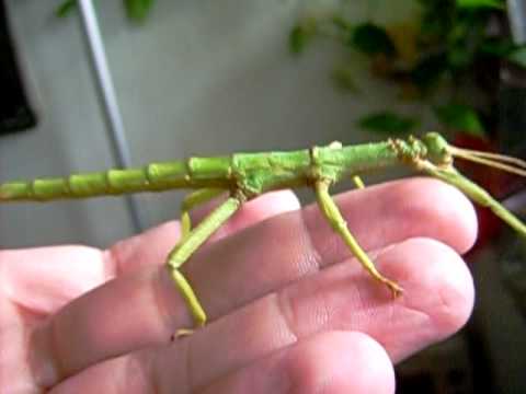 Detail Green Bean Stick Insect Nomer 21