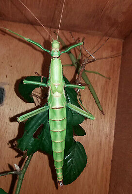 Detail Green Bean Stick Insect Nomer 26