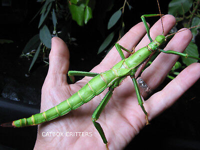 Detail Green Bean Stick Insect Nomer 34