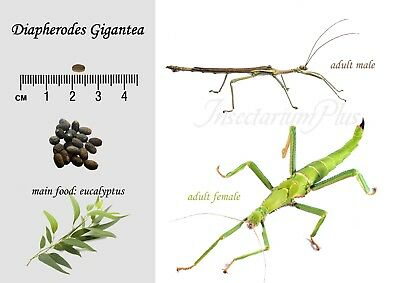 Detail Green Bean Stick Insect Nomer 6