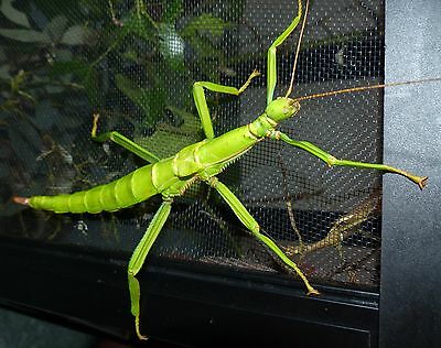 Detail Green Bean Stick Insect Nomer 10