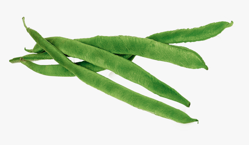 Detail Green Beans Clipart Nomer 19