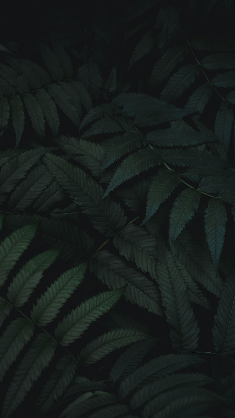 Detail Green Black Wallpaper Nomer 3