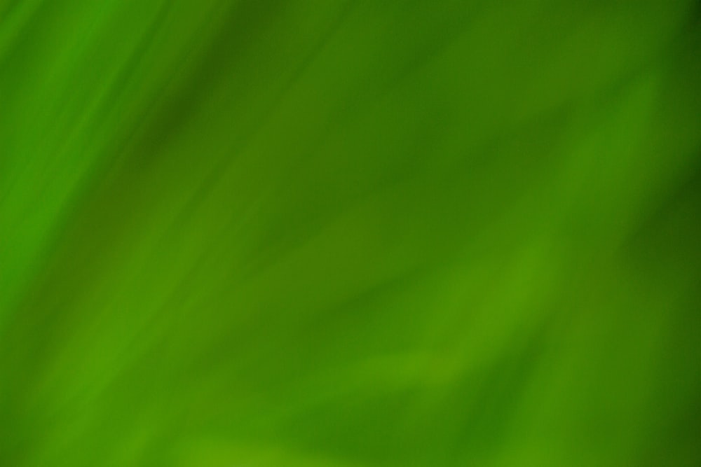 Detail Green Colour Background Nomer 2