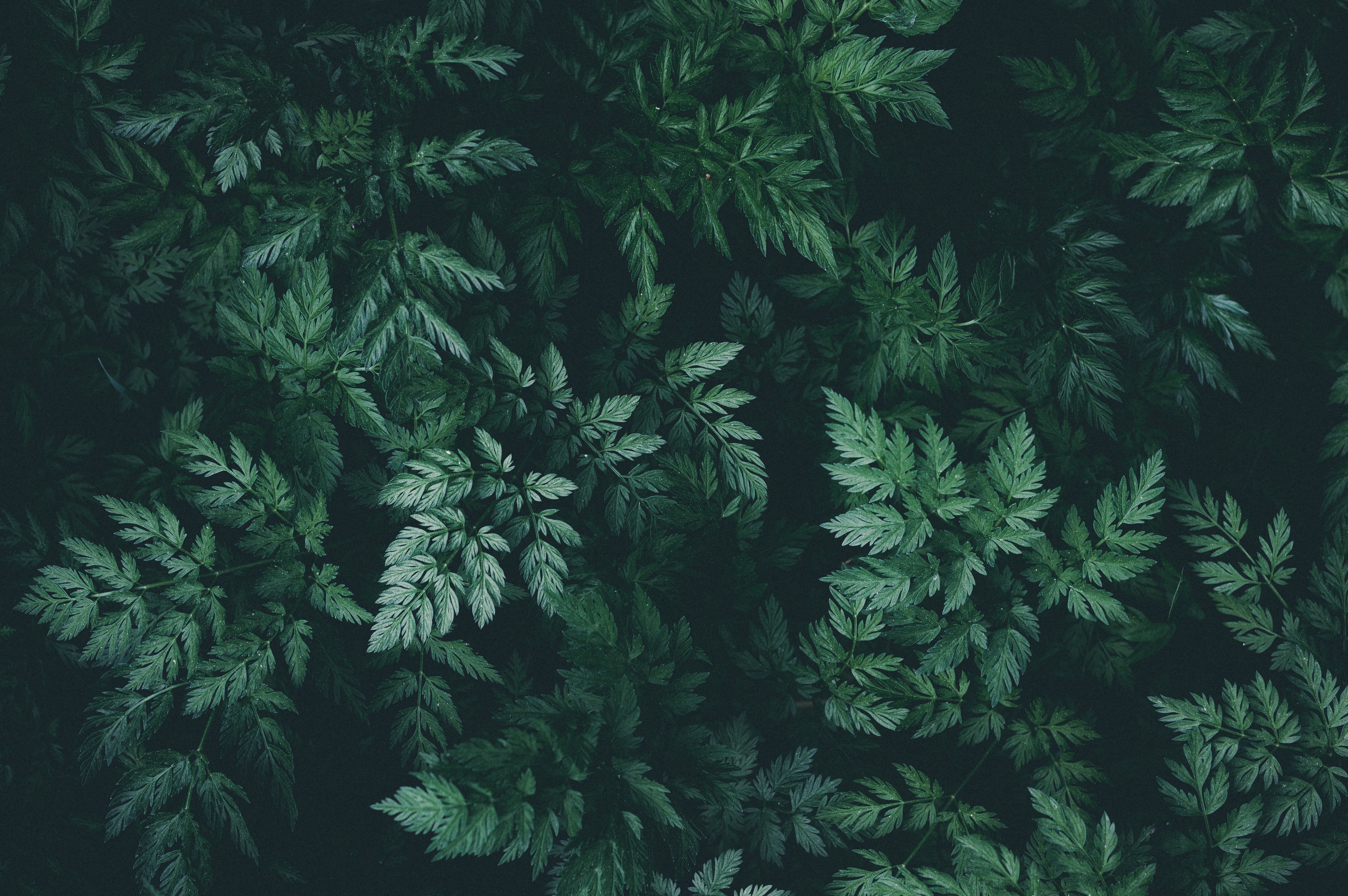 Detail Green Dark Background Nomer 21