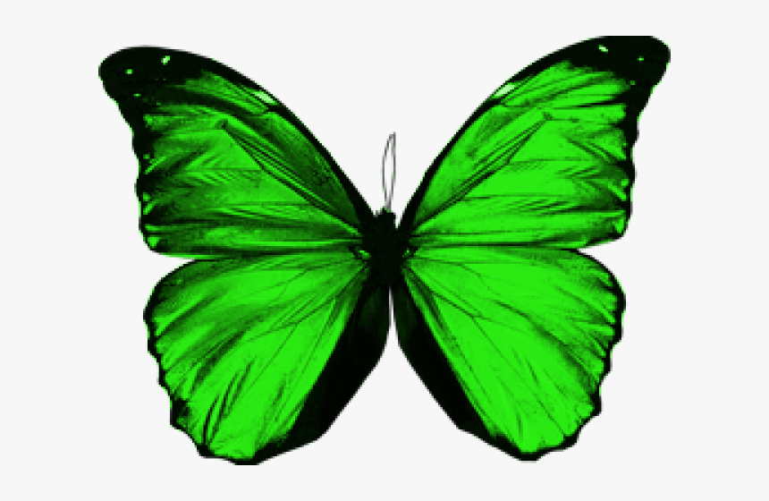 Detail Green Fairy Wings Png Nomer 21