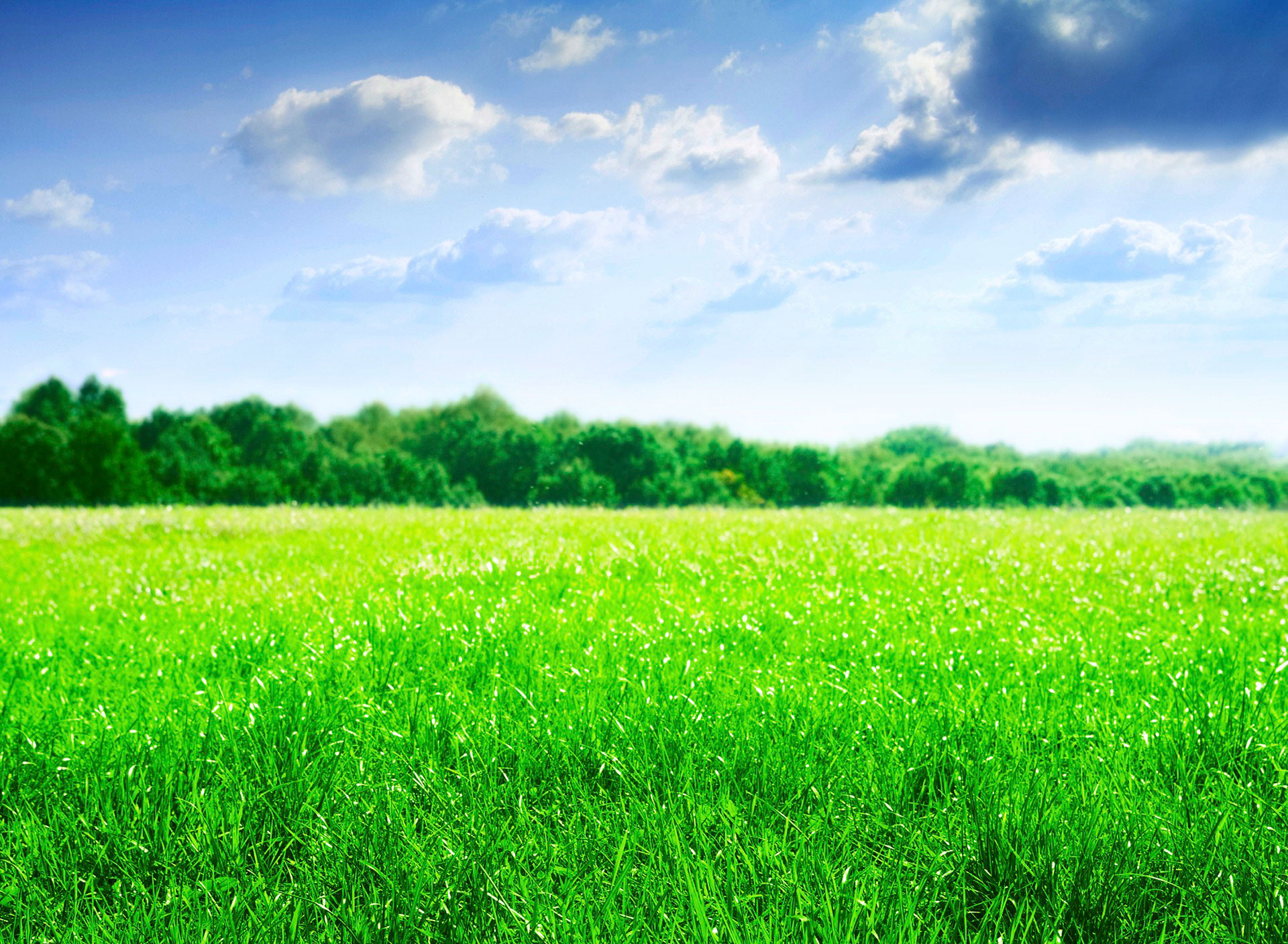 Detail Green Field Wallpaper Nomer 43