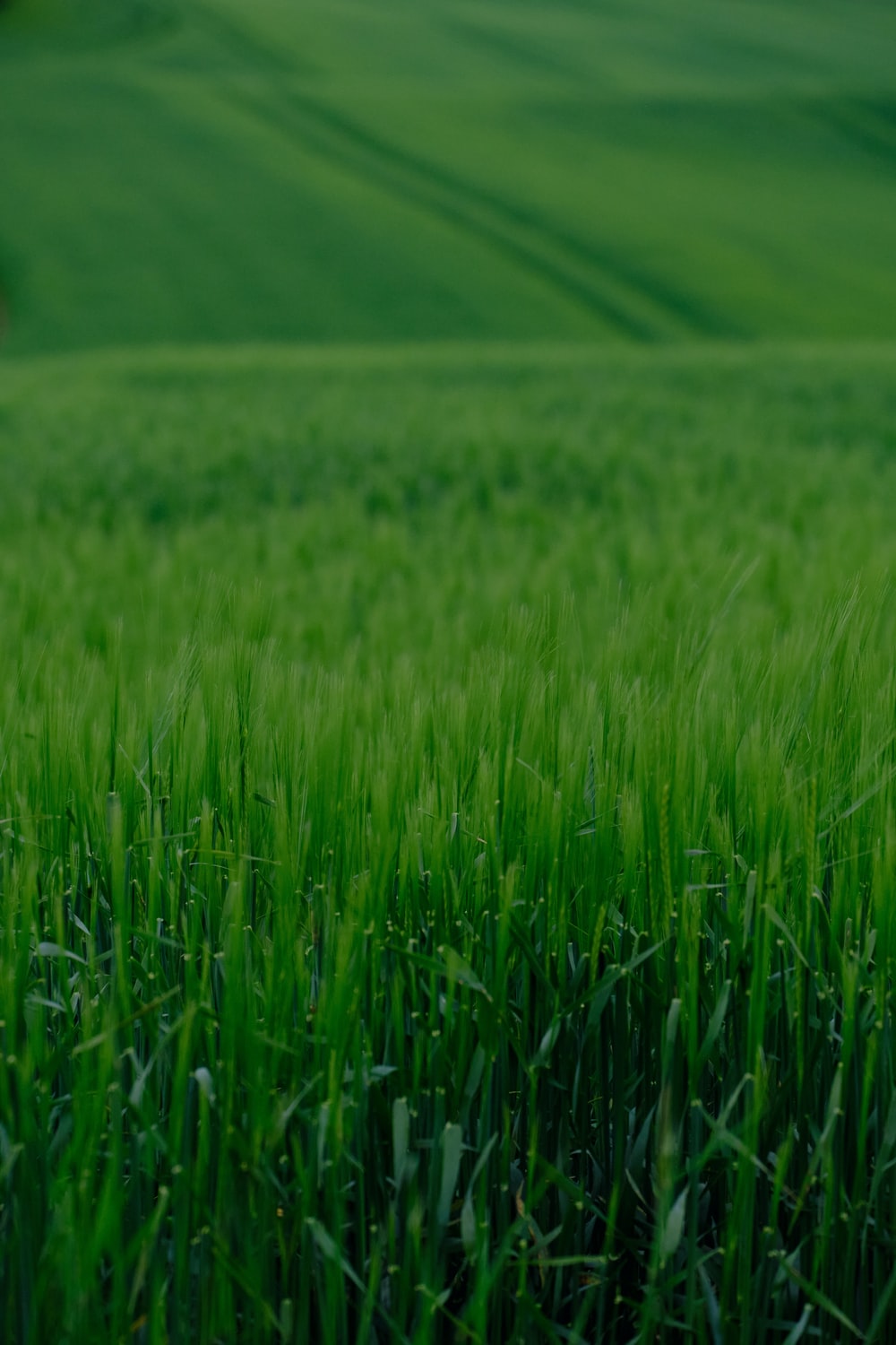 Detail Green Field Wallpaper Nomer 44