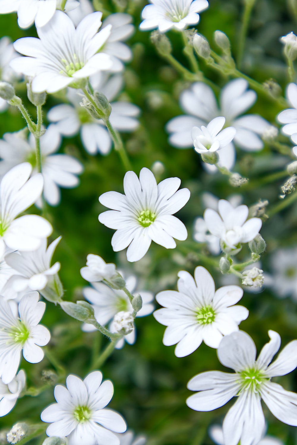 Detail Green Flower Background Nomer 11