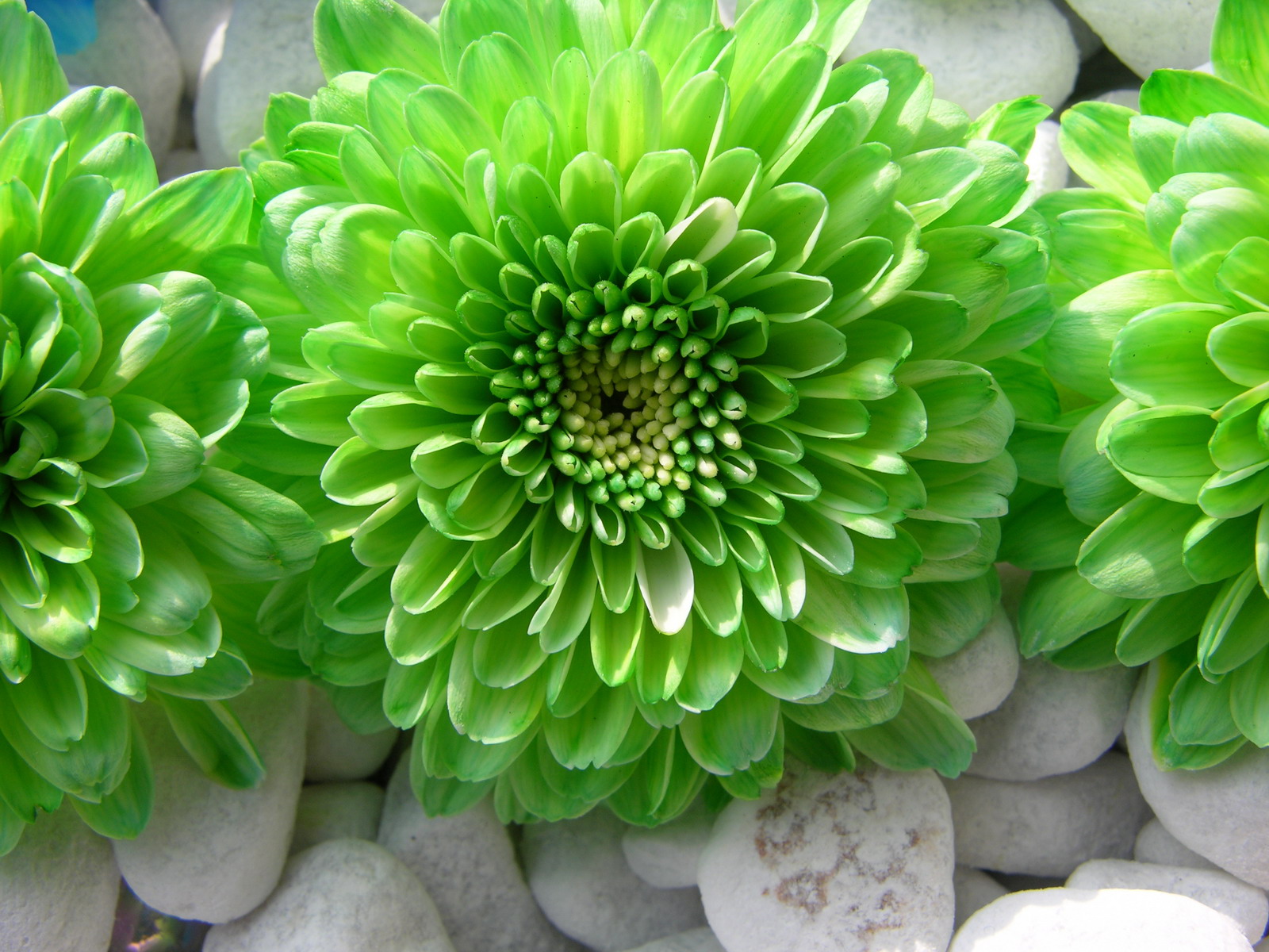 Detail Green Flower Wallpaper Nomer 48