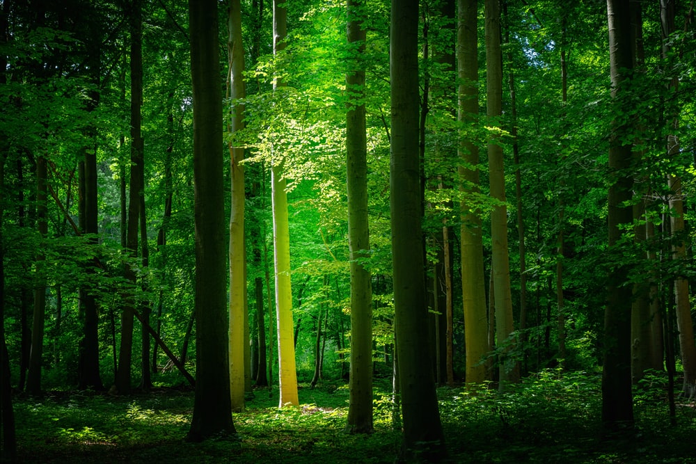 Green Forest Background - KibrisPDR