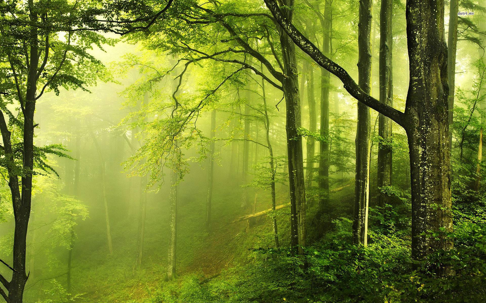Detail Green Forest Background Nomer 2