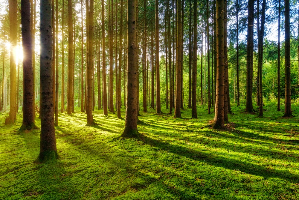 Detail Green Forest Background Nomer 12