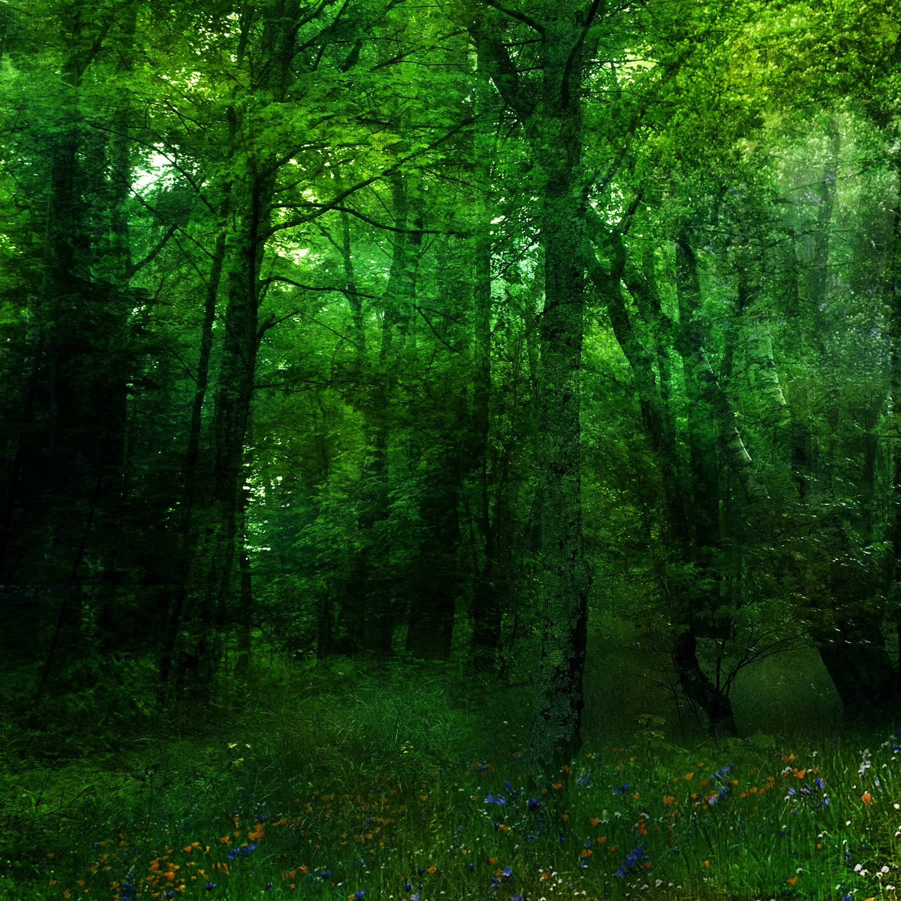 Detail Green Forest Background Nomer 18