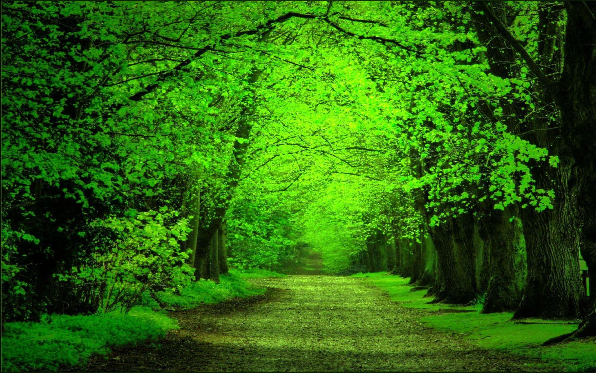 Detail Green Forest Background Nomer 19