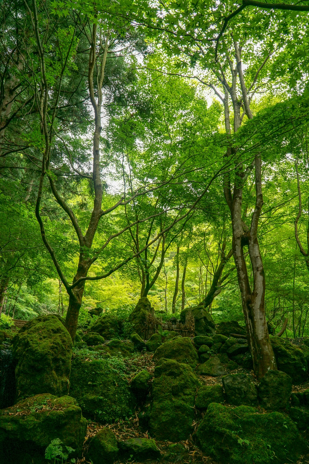 Detail Green Forest Background Nomer 3