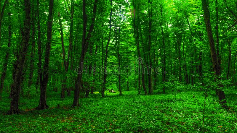 Detail Green Forest Background Nomer 22