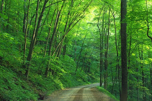 Detail Green Forest Background Nomer 23