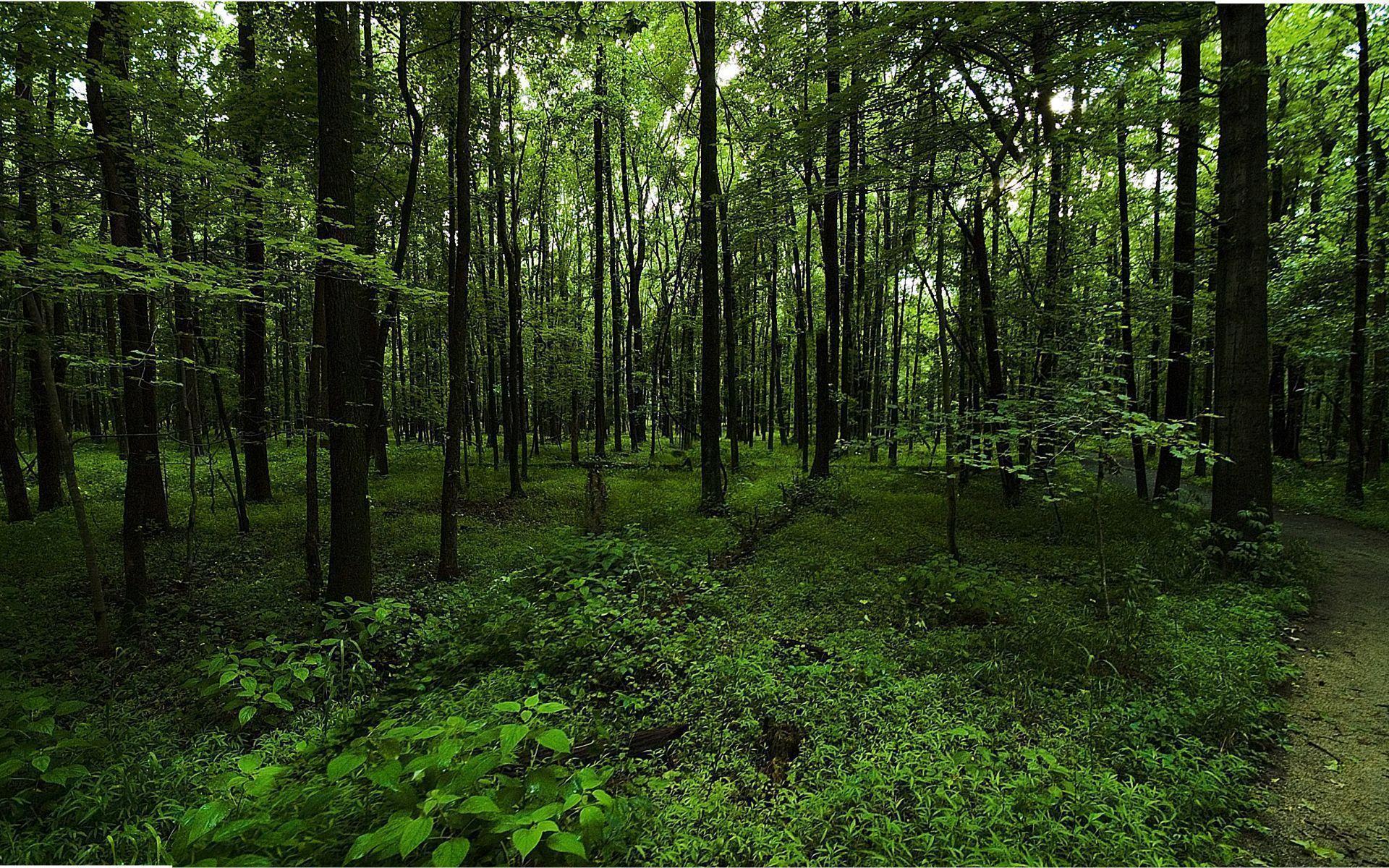 Detail Green Forest Background Nomer 26