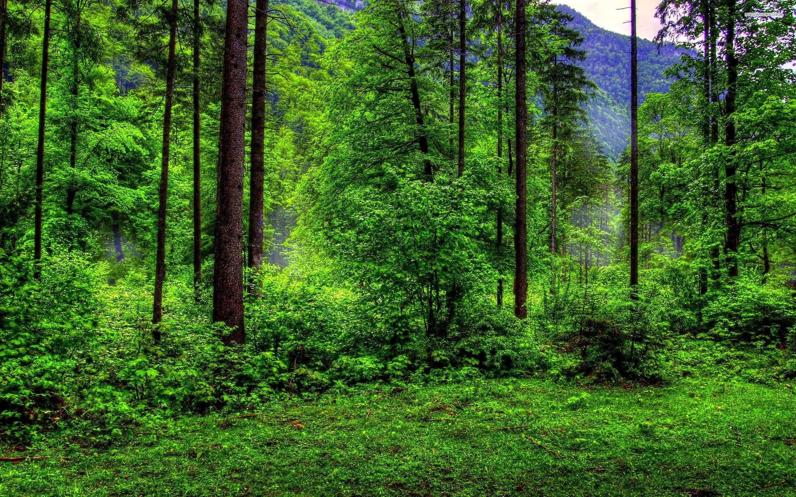 Detail Green Forest Background Nomer 28