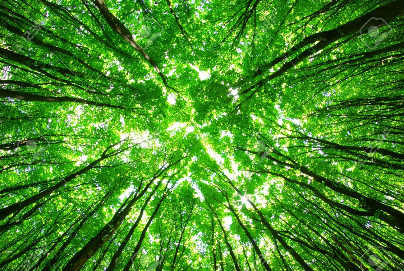 Detail Green Forest Background Nomer 29