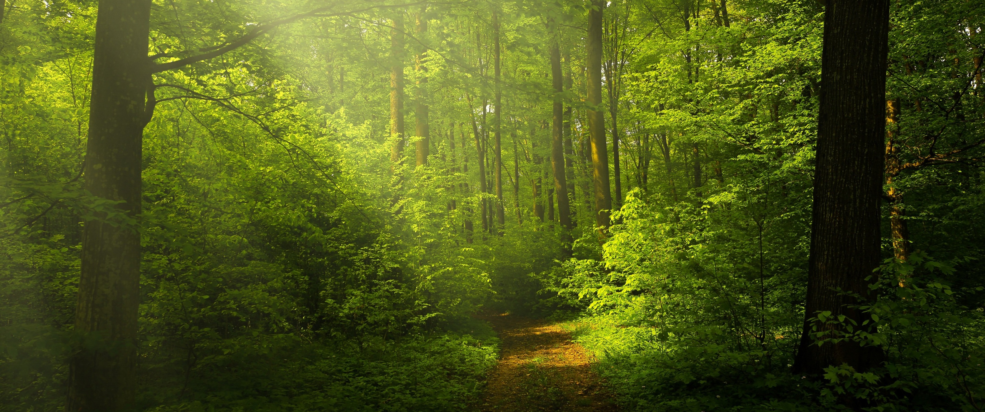 Detail Green Forest Background Nomer 30
