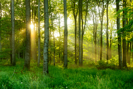Detail Green Forest Background Nomer 31