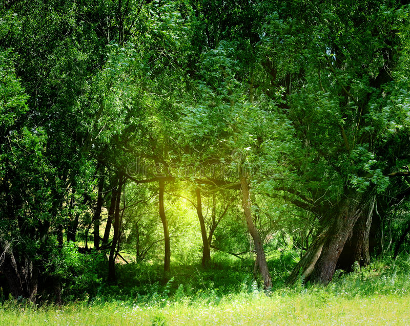 Detail Green Forest Background Nomer 32