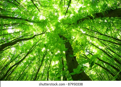 Detail Green Forest Background Nomer 38