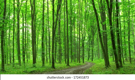 Detail Green Forest Background Nomer 5