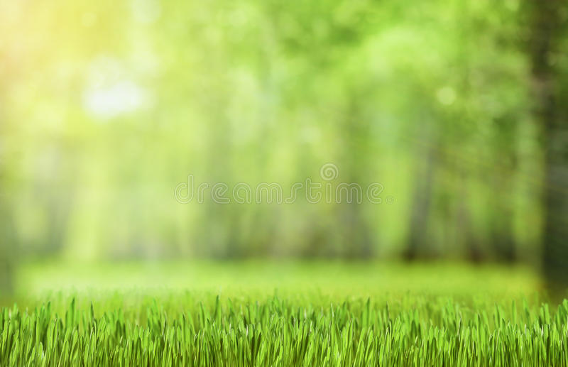 Detail Green Forest Background Nomer 40