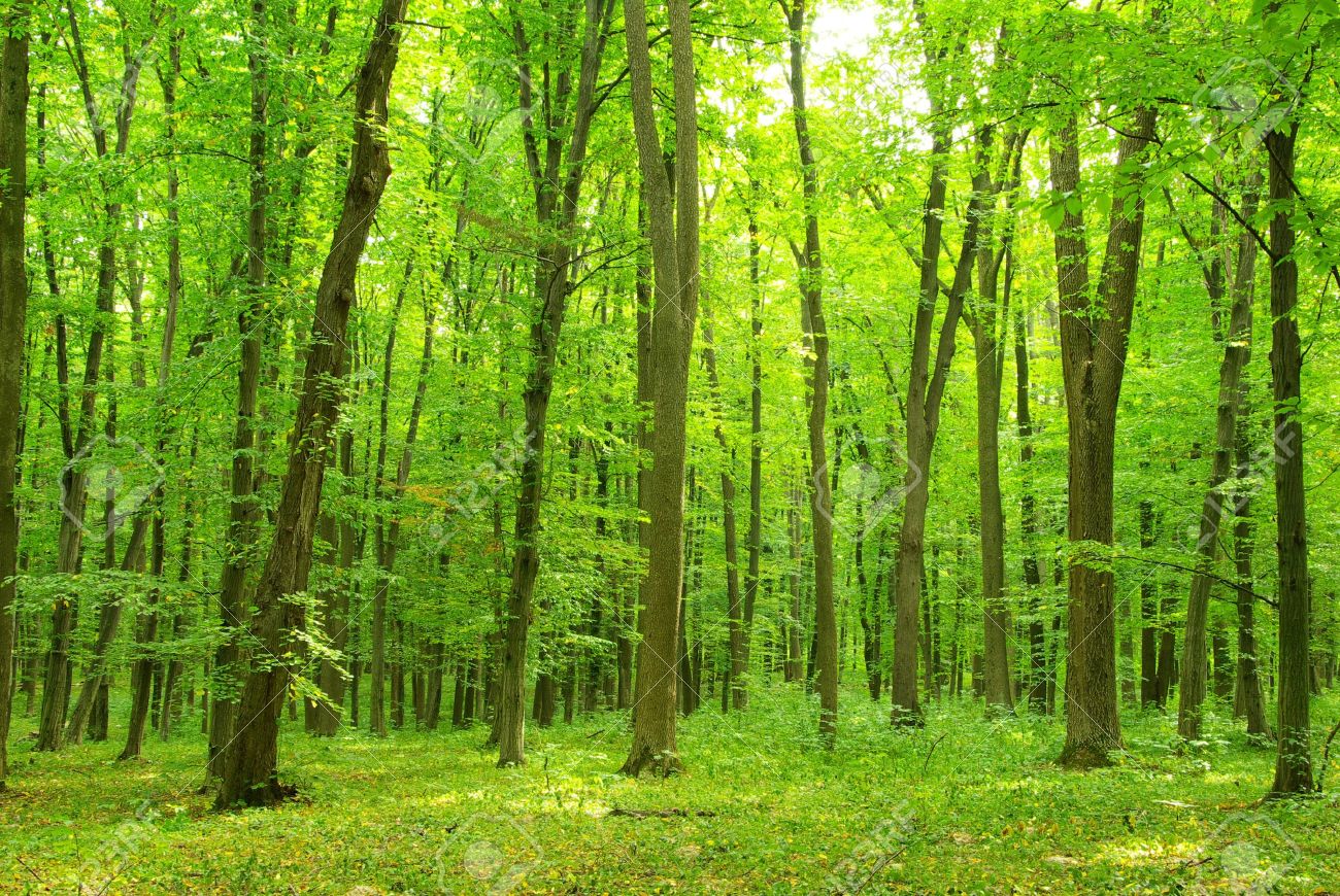 Detail Green Forest Background Nomer 41