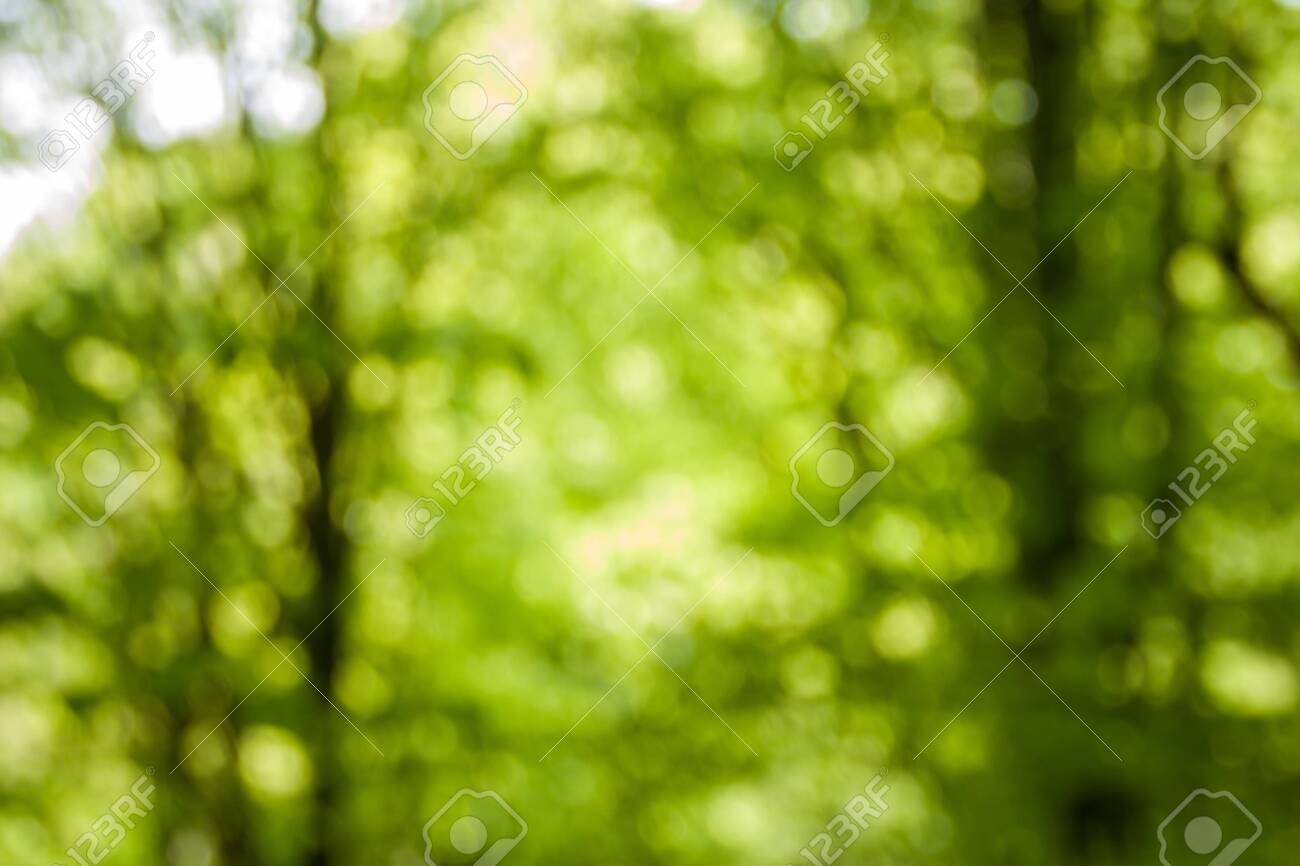 Detail Green Forest Background Nomer 42