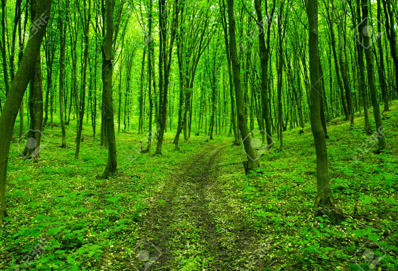 Detail Green Forest Background Nomer 45