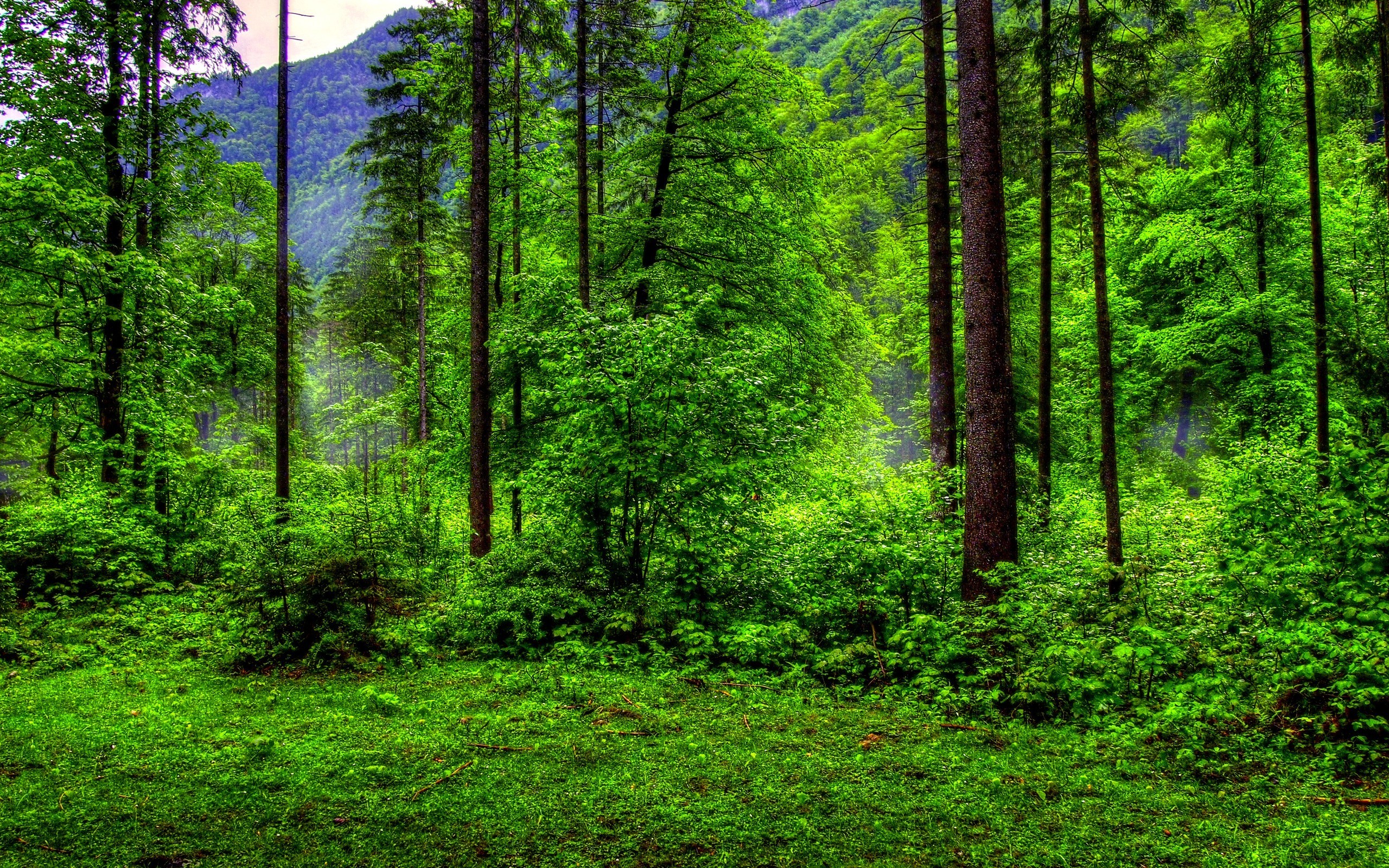 Detail Green Forest Background Nomer 47