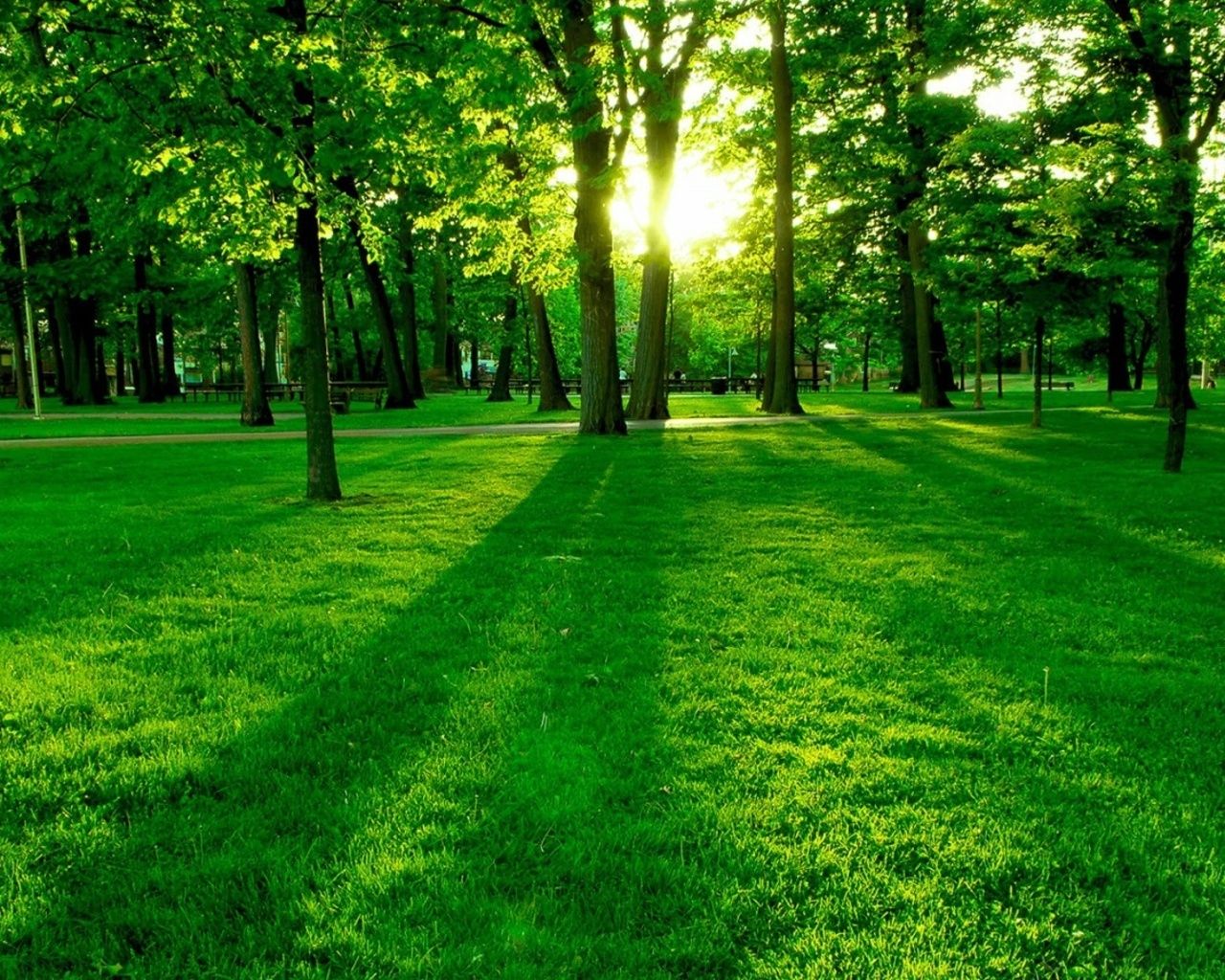 Detail Green Forest Background Nomer 6