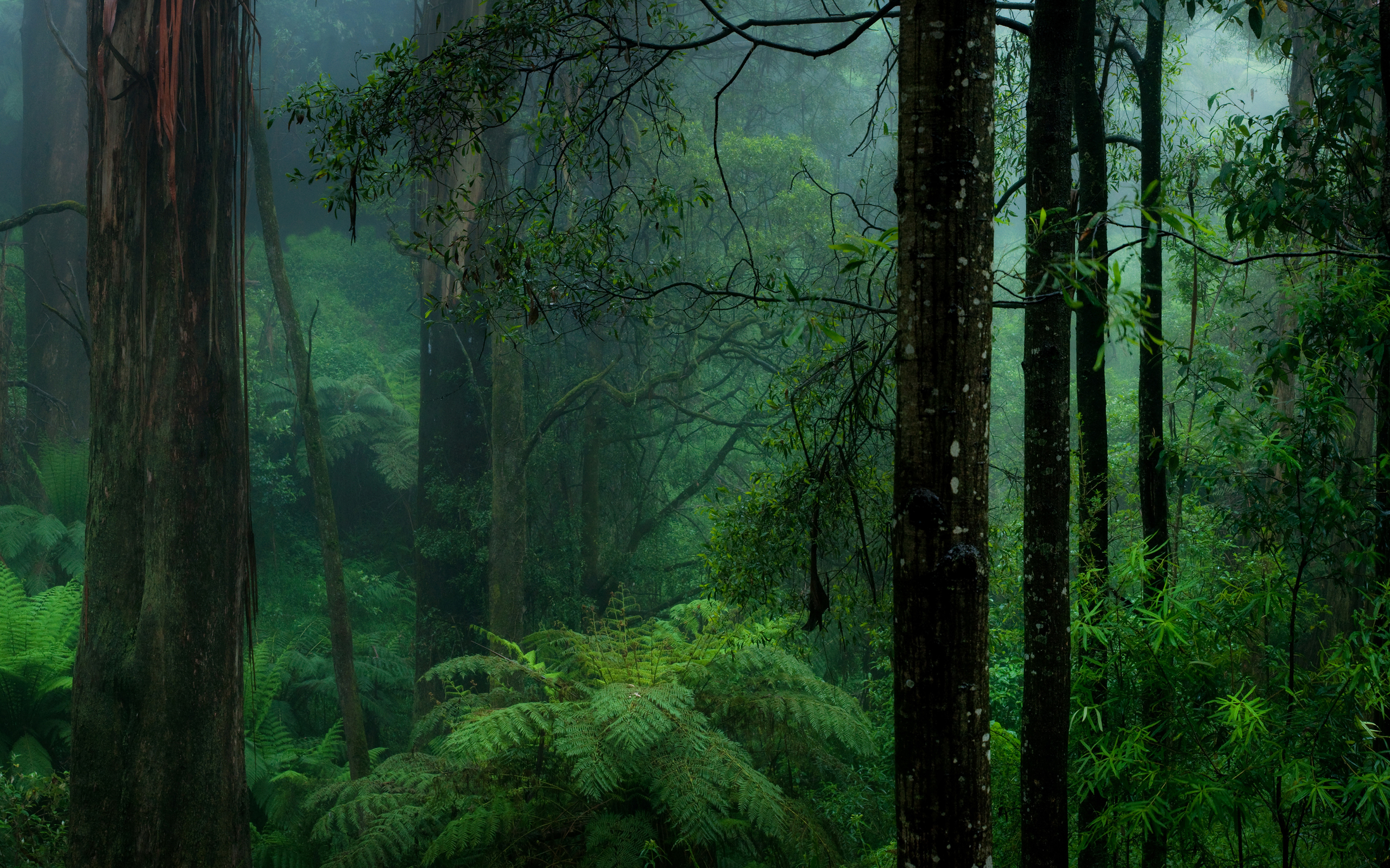 Detail Green Forest Background Nomer 49