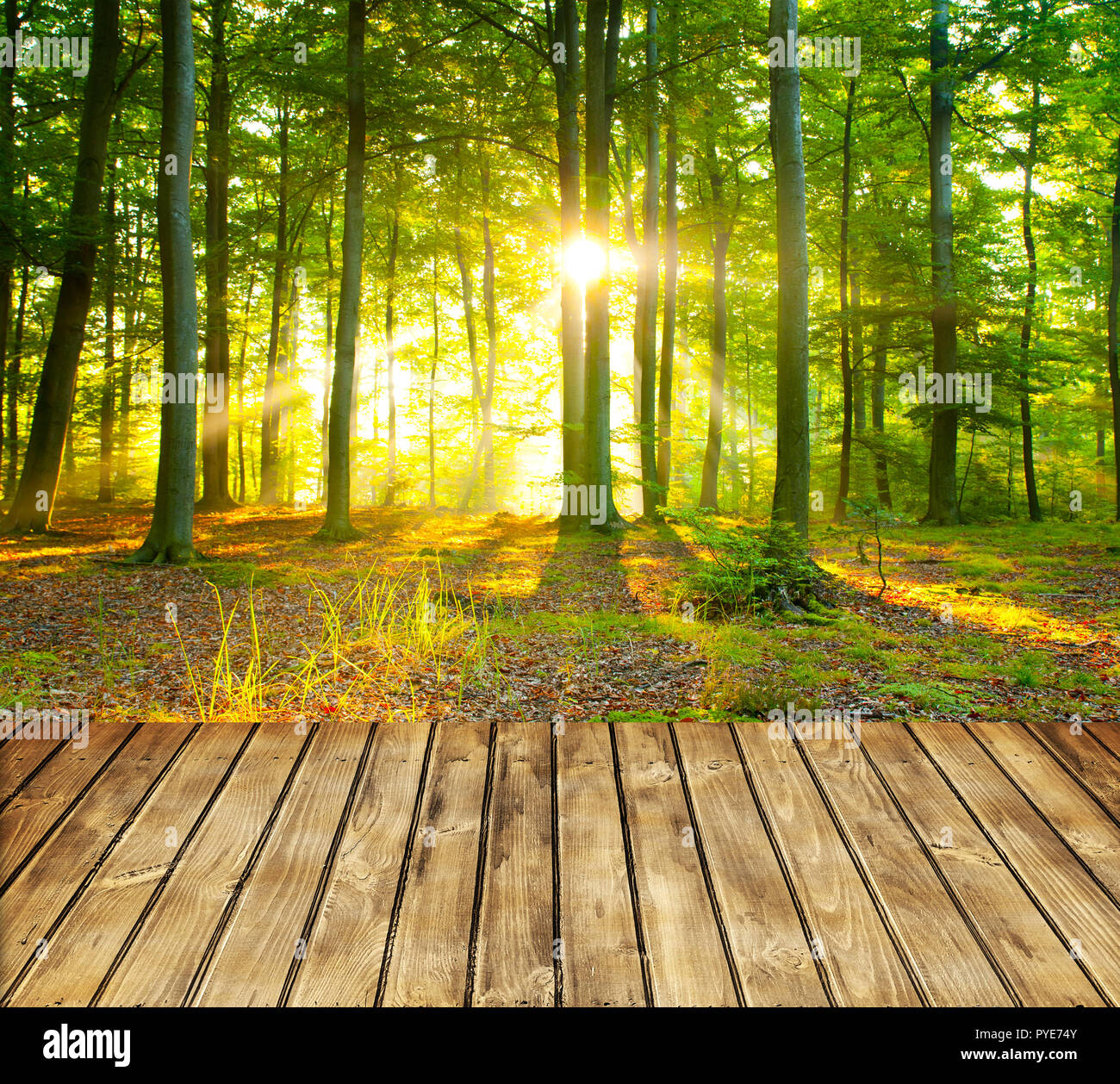 Detail Green Forest Background Nomer 53