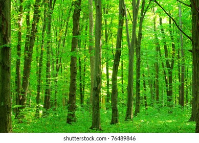 Detail Green Forest Background Nomer 54