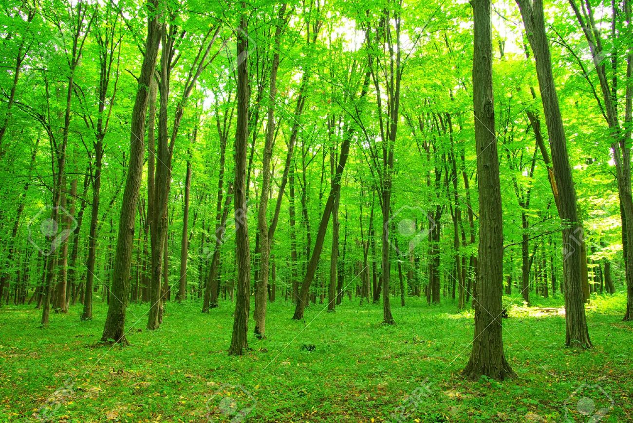 Detail Green Forest Background Nomer 9