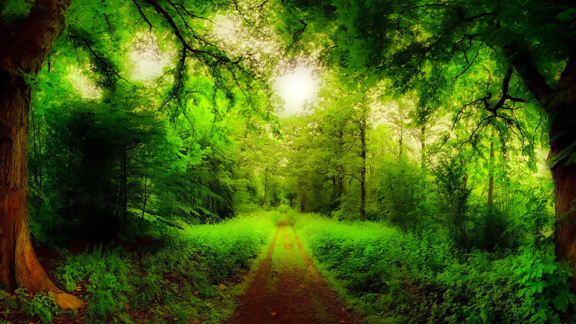 Detail Green Forest Wallpaper Nomer 13