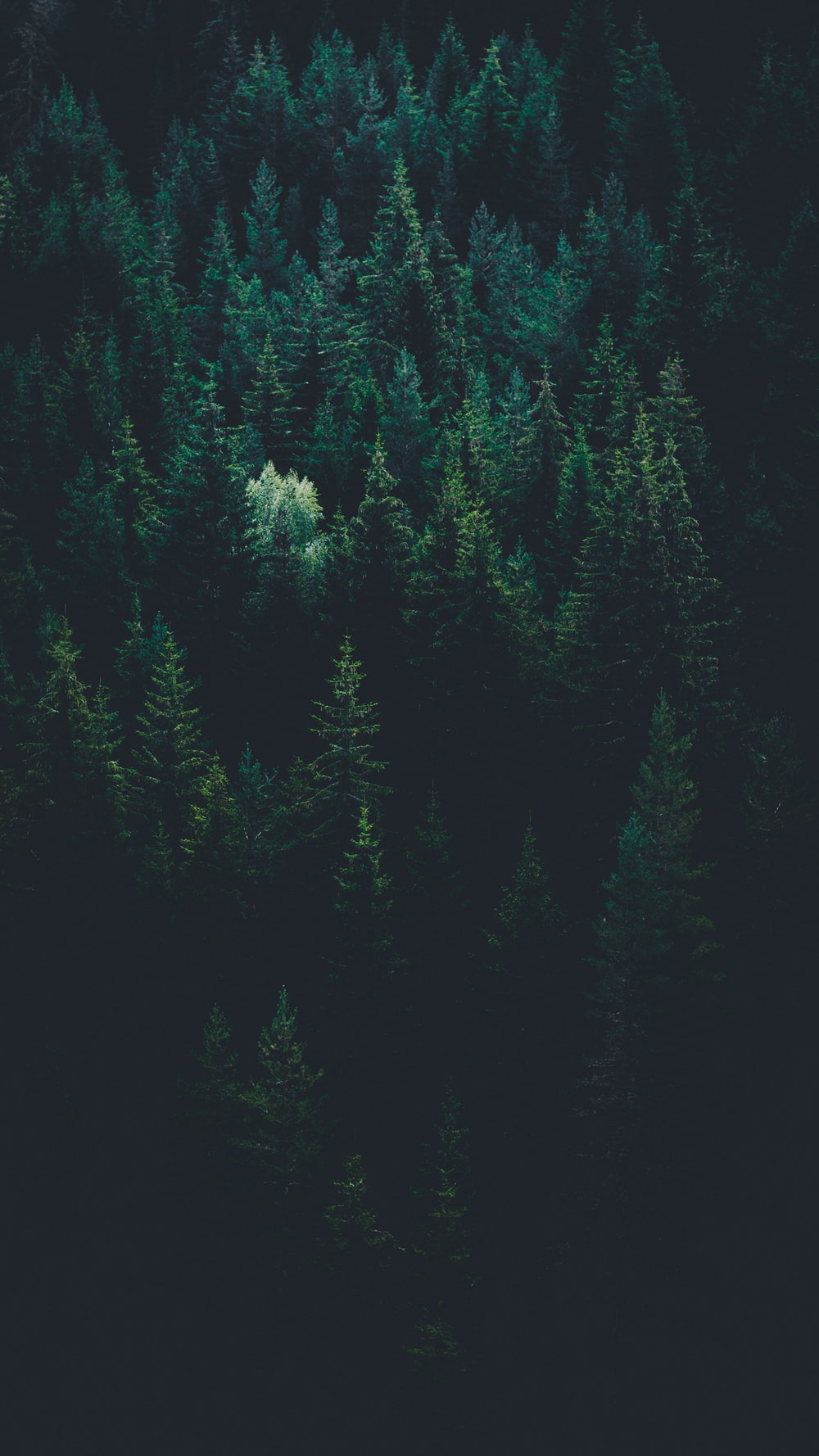 Detail Green Forest Wallpaper Nomer 14
