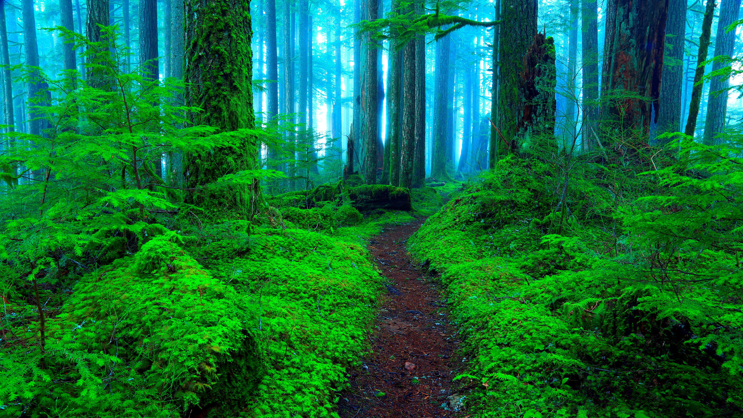 Detail Green Forest Wallpaper Nomer 15