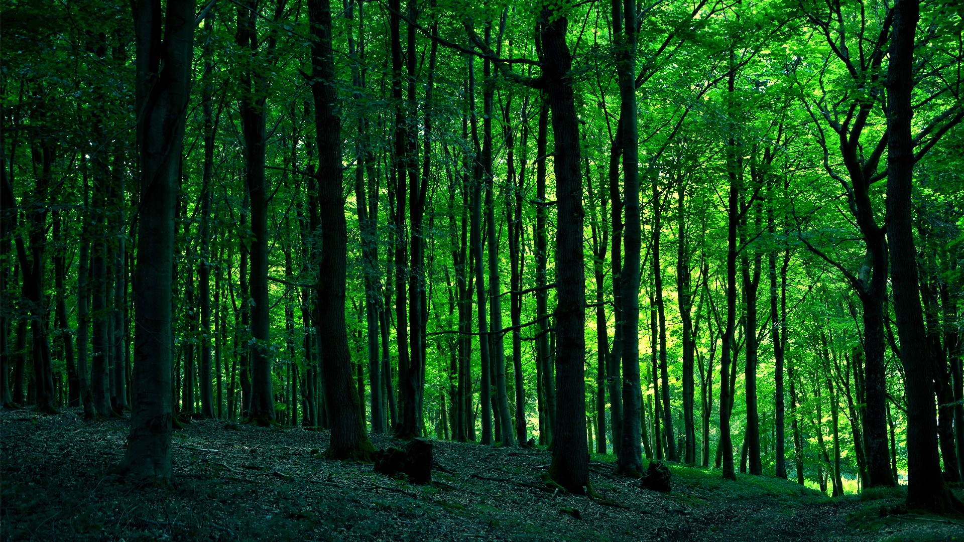 Detail Green Forest Wallpaper Nomer 16