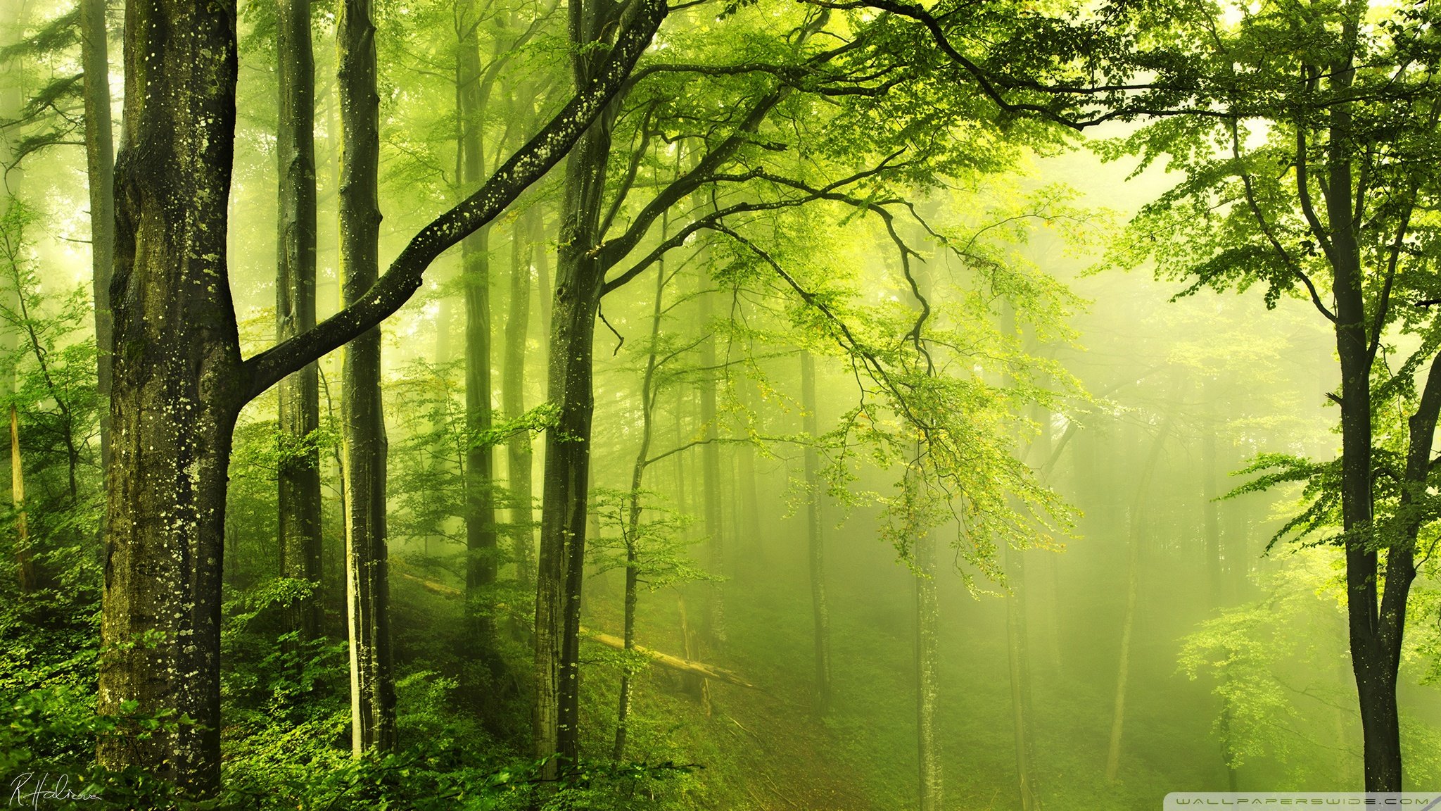 Detail Green Forest Wallpaper Nomer 17