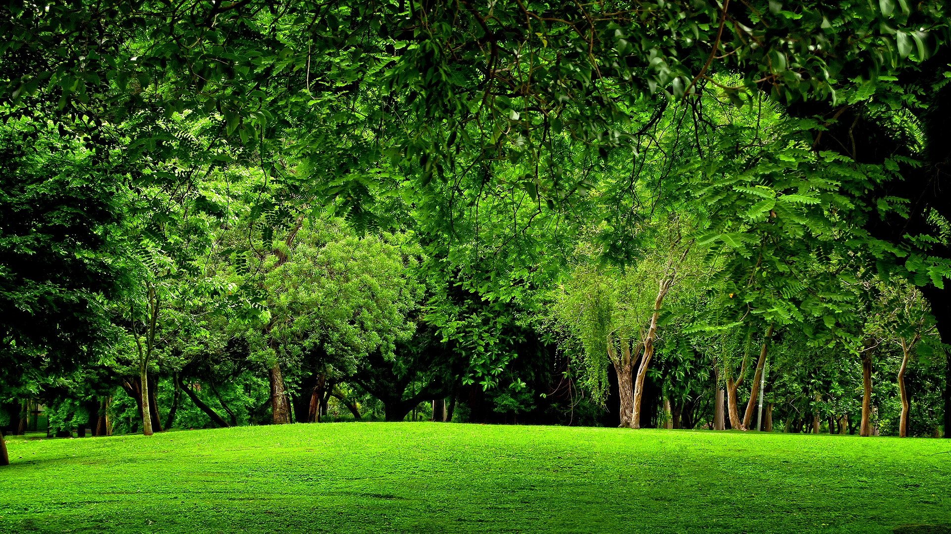 Detail Green Forest Wallpaper Nomer 18